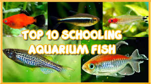 Below we've provided a detailed list of the best schooling fish for your freshwater tanks. Top 10 Best Schooling Aquarium Fish For Beginners Youtube