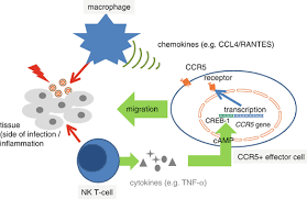Ccr5 promoter polymorphisms associated with pulmonary tuberculosis in a chinese han the combination of cc chemokine receptor type 5(ccr5) and treg cells predicts prognosis in patients. Ccr5 Springerlink