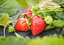 strawberries ile ilgili gÃ¶rsel sonucu