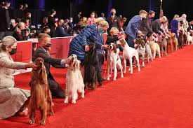 2022 akc national chionship dog show