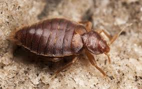 bed bugs pest control in salt lake city