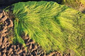 how to control hair algae nuisance