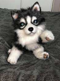 realistic toy siberian husky by