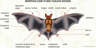 exterminateur chauve souris