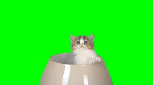 795 likes · 10 talking about this. Kitten Green Screen Stock Video Footage Royalty Free Kitten Green Screen Videos Pond5