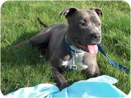 The ancestry of the american staffordshire terrier, or 'staffie' as it is sometimes known, includes breeds such as bulldogs and mastiffs used for bearbaiting. Sacramento Ca American Staffordshire Terrier Meet Galena Awesome Blue Nose A Pet For Adoption