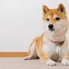 Learn about the dogecoin price, crypto trading and more. 1