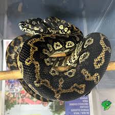 irian jaya jungle carpet python 6 to