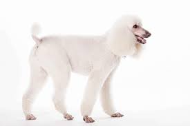 A mustache can also be left around the nose if an owner wishes. Poodle Cuts And Hairstyles Petcarerx Com