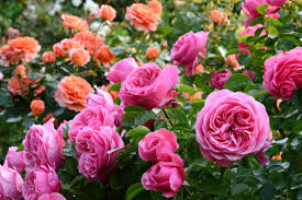 Rose Garden Images Browse 1 527 092