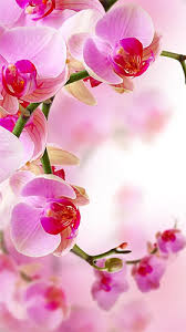 orchid by creative factory wallpapers