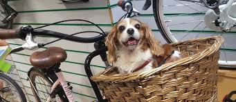 Shopping for a bike basket for dogs online? Top 12 Best Dog Bike Baskets And Trailers A 2020 Buying Guide Furbabyguide Com