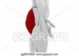 This triangle of value extraction and production represents one of the basic elements of our map, from birth in a geological process. Stock Illustrations Gluteus Maximus Muscles Anatomy Map Stock Clipart Gg82276609 Gograph