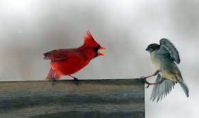 Cardinal Bird Wallpapers - Wallpaper Cave