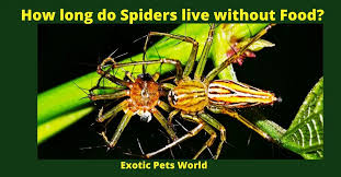 how long do spiders live without food
