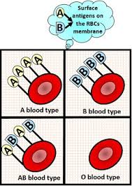 abo blood group system principle