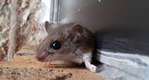 Mice Most Likely To Invade