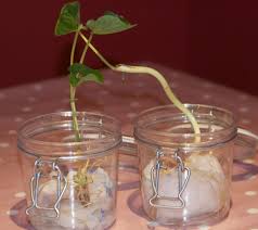 grow a bean in a jar