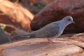outback doves and pigeons lirralirra