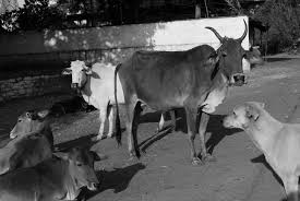 Essay domestic animal cow hat