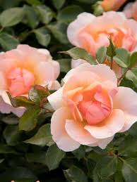 Easy Roses That Are Not Knock Out Roses