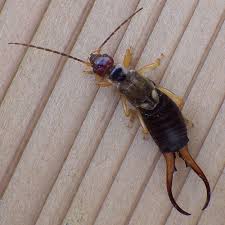 wig out over earwigs a pest