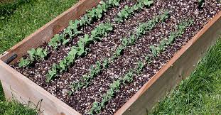 How To Start A Raised Garden Bed Ifa