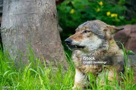 Gray Wolf A Relative Of The Dog Stock Image Image Of Canine Gray  gambar png