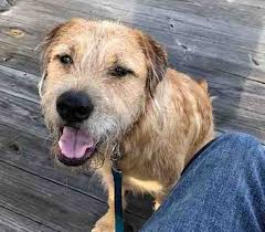 Staffies bond well with all the people in the family, and love children. Golden Retriever American Staffordshire Terrier Mix Dog For Adoption In Savannah Ga
