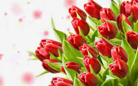bouquet red tulips flowers hd wallpaper