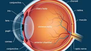 eye anatomy definition structure