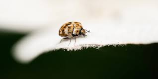 carpet beetle control no waiting time