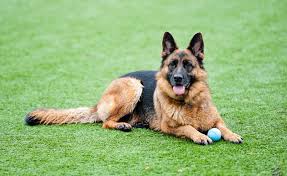 Artificial Grass For Dogs And Pets