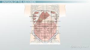 A region on the anterior abdominal wall defined by the midline and the transumbilical line: The 4 Abdominal Quadrants Regions Organs Video Lesson Transcript Study Com