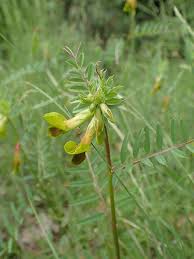 Vicia melanops - Wikispecies