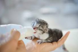 how to bottle feed a kitten vet