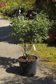 Acer palmatum 'Taro Yama' - Erable du Val de Jargeau