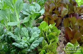 30 Vegetables That Grow In Shade