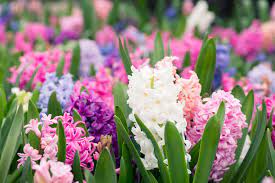 Top 10 Scented Spring Plants Knights