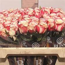 We did not find results for: Rose Advance Sweetness 50cm Wholesale Flowers Florist Supplies Uk Online Wedding Flowers September Flowers Pumpkin Arrangements