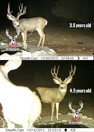 The Keys To Antler Growth Age Genetics Nutrition Gohunt