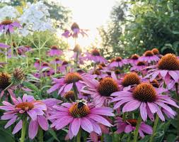 20 best flowers that attract bees