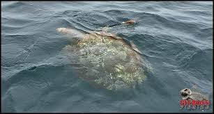 Ocean City Maryland Loggerhead Turtle Picture Of Pitboss