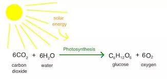 What Is The Balanced Equation Of Photosynthesis Quora