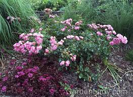 i love flower carpet pink splash rose