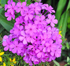 phlox might just be the perfect perennial