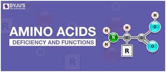 amino acids properties functions