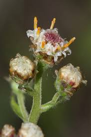 Antennaria - Wikipedia