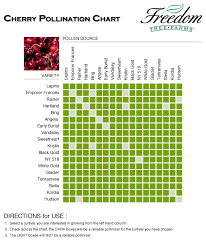 Cherry Pollination Chart Vine Fruit Apple Tree