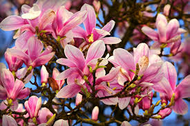 Some types will only have a spread of 10 to 20ft. 7 Types Of Magnolia Trees That Are Perfect For Your Yard Oola Com